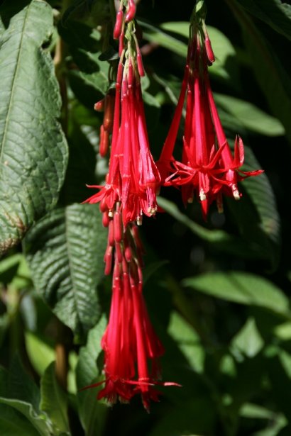Blüte