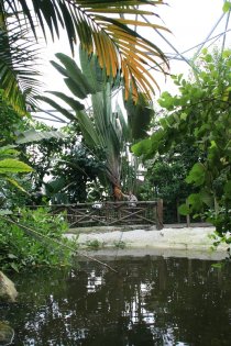 der tropische Bereich von Eden Project