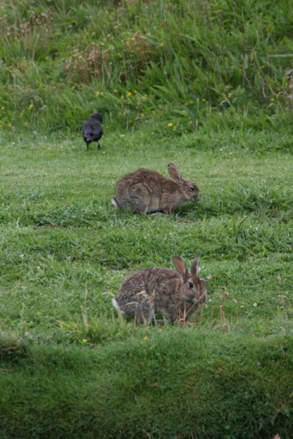 Hasen am Campingplatz