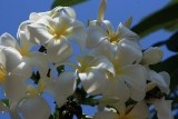 weiße Frangipani-Blüten