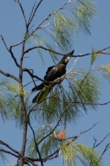 Red tailed Black Cacatoos