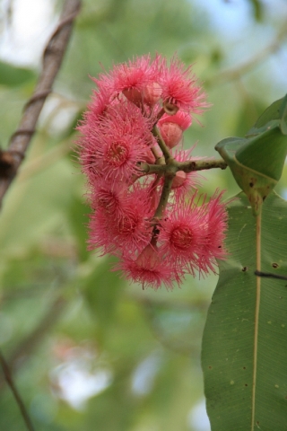 Eine rote Eukalypthus-Blüte