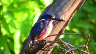 Blauer Königsfischer
