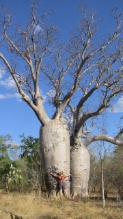 Gregory's Tree