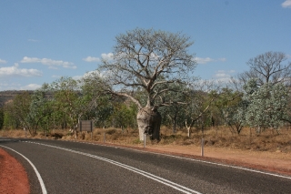 Boab Baum