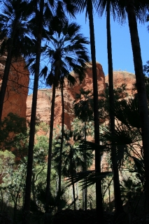 Mini Palms Gorge