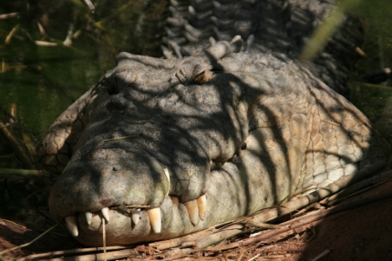 Rießiges Krokodil