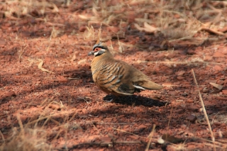 Spinifex Pigeon