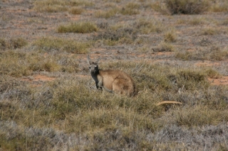 Wallaroo - kleine Kängurus