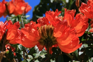 Blüten des Tulpenbaums
