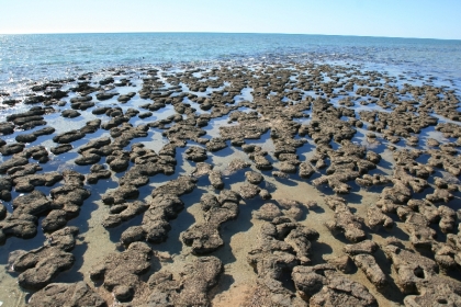 Stromatolithen - die ältesten Lebewesen der Welt