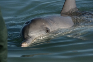 Delphin bei Monkey Mia