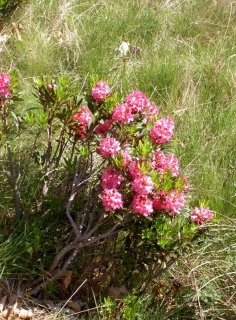 Alpenblumen