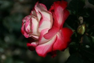 Rose im berühmen Rosarium von Arco de Sao Jorge 
