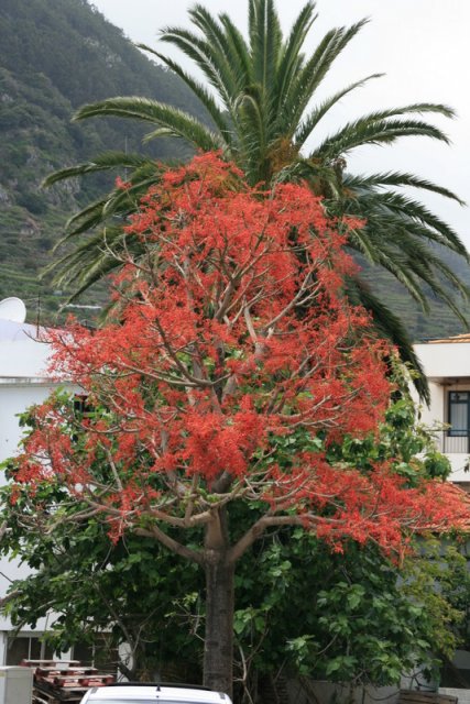 Flammenbaum in Machico 
