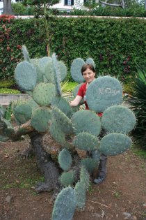 Kakteen im Botanischen Garten