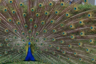 Pfau