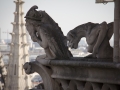 Gargoyles auf der Notre Dame
