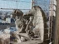 Gargoyles auf der Notre Dame