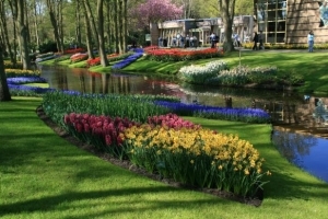 Tulpenbeet in Keukenhof