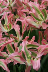 Blumenpracht in Keukenhof