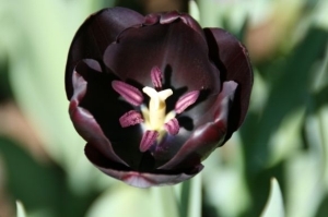 Schwarze Tulpe