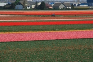 Tulpenfelder so weit das Auge reicht