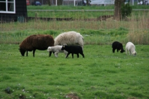 Schafe in Alkmaar