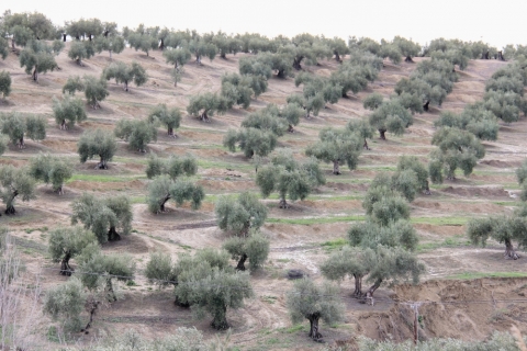 Olivenbaumplantage in Andalusien