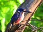 Blue King Fisher