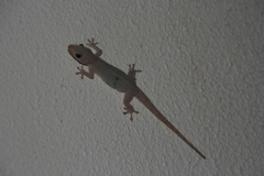 Gecko