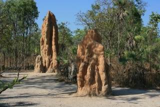 Termitenbauen im Litchfield National Park