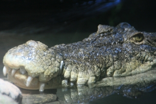 Salzwasser-Krokodil