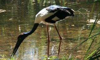 Ibis