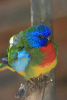 Papagei im Rainbow Jungle