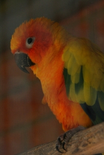 Papagei im Rainbow Jungle