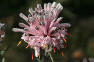 Flora in Australien