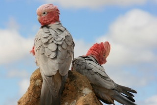 Fauna in Australien