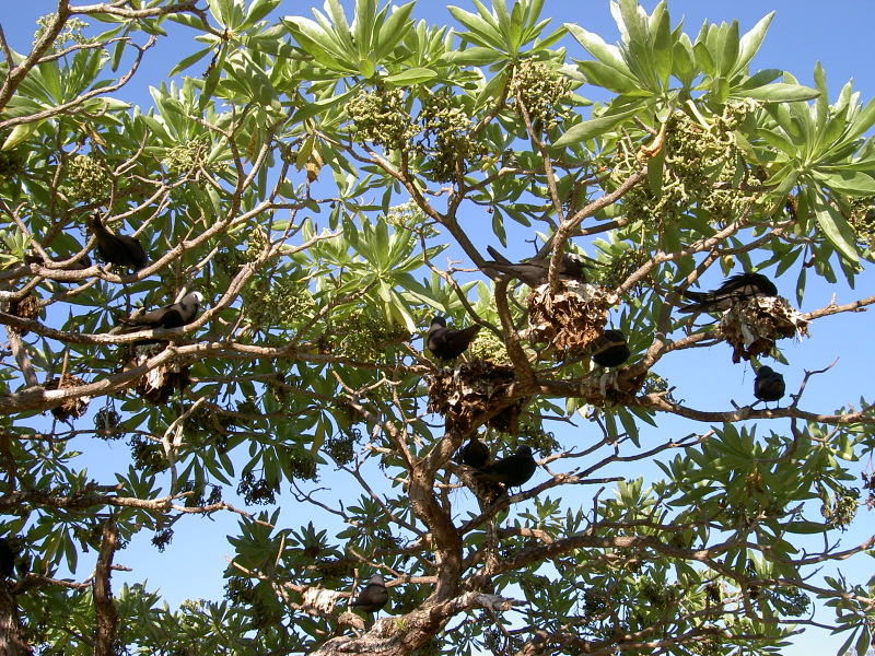 Muddenbirds auf Heron Island