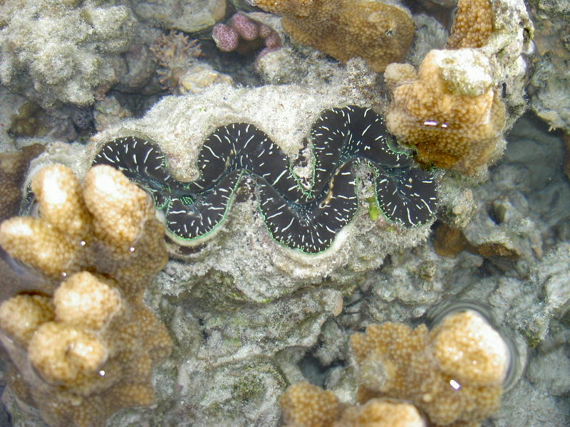 Muschel am Riff vor Heron Island