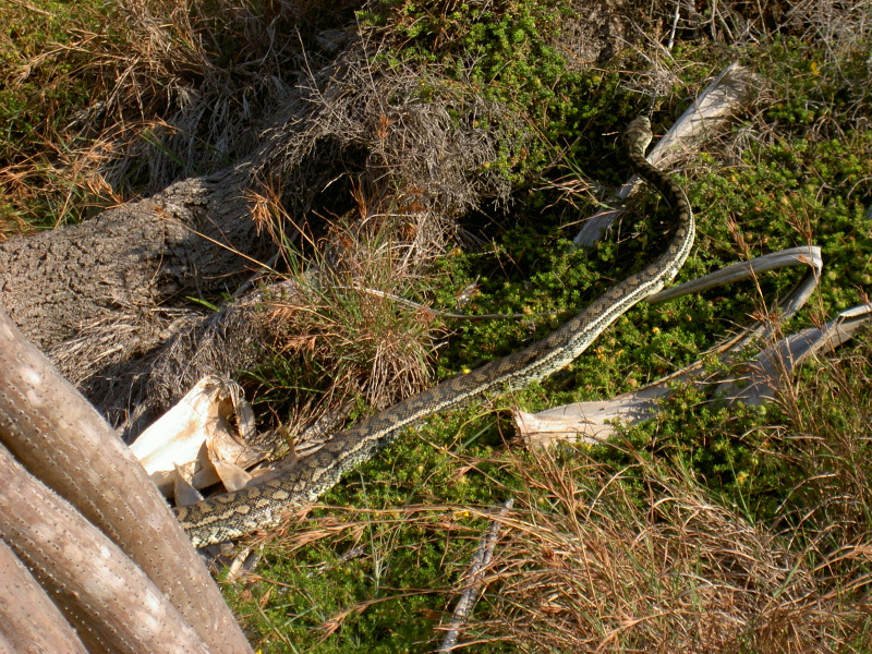 Schlange am Wegesrand