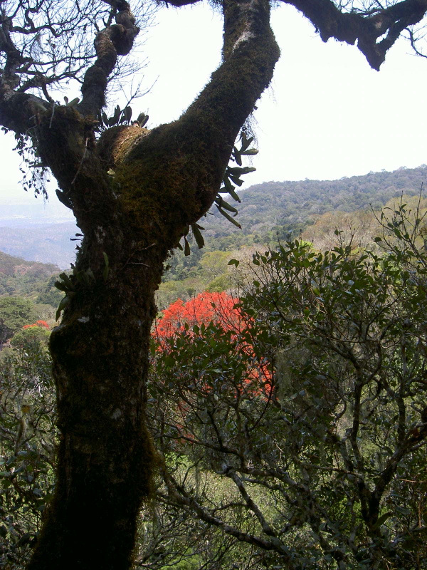australischer Flammenbaum