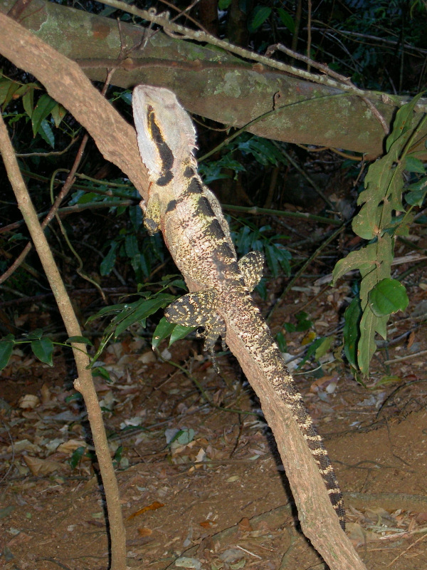 Eastern Grey Water Dragon