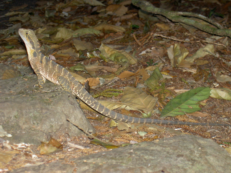 Eastern Grey Water Dragon