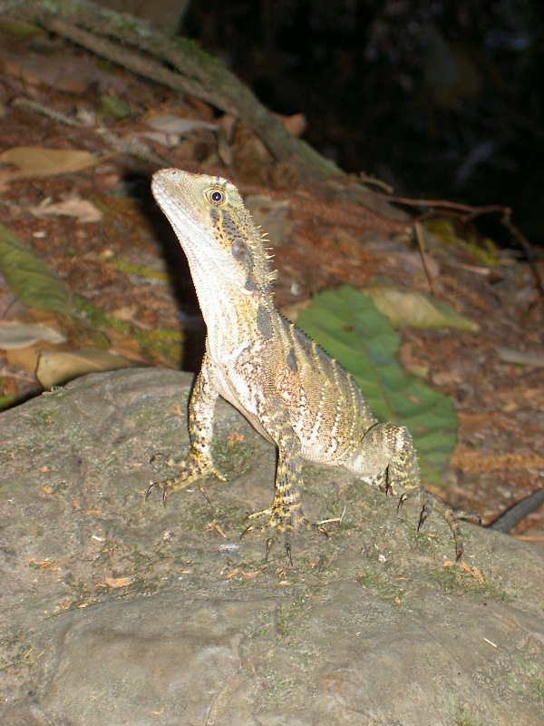 Eastern Grey Water Dragon