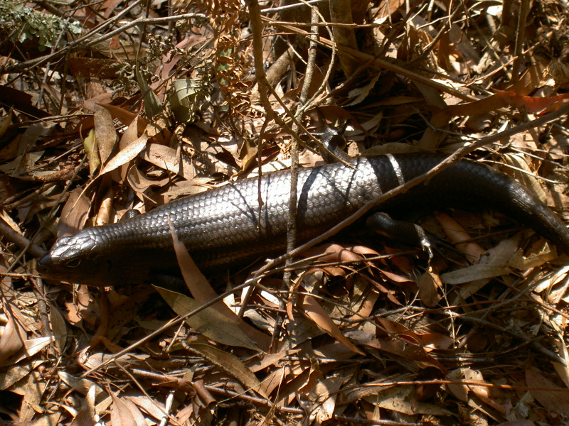 Schwarzer Skink