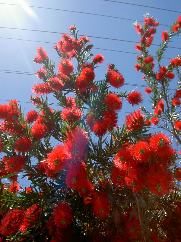 Flaschenputzerbaum – Bottle Brush