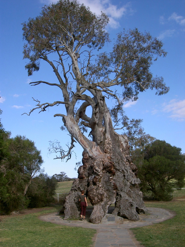 Herb Family Tree