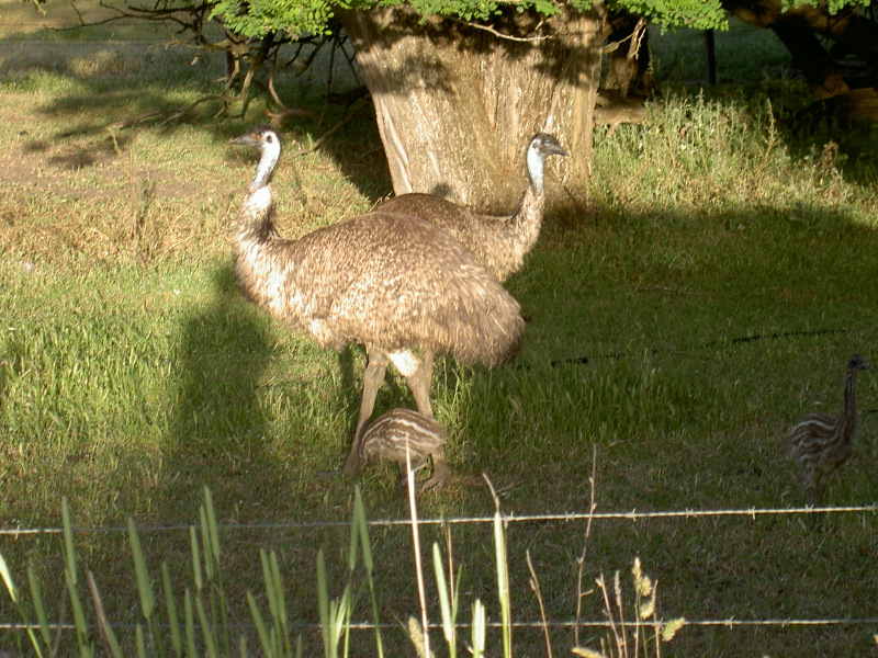 Emus