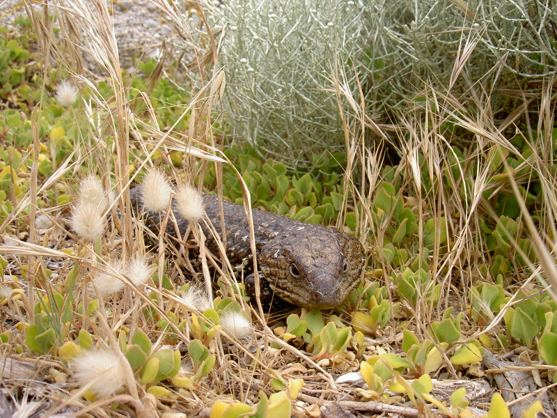 Tannenzapfenskink